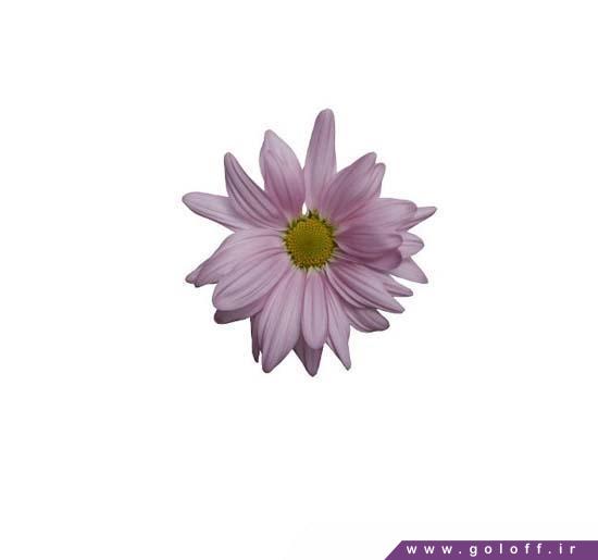 گل کرزنتیا پینک آتلانتیس – Chrysanthemums | گل آف